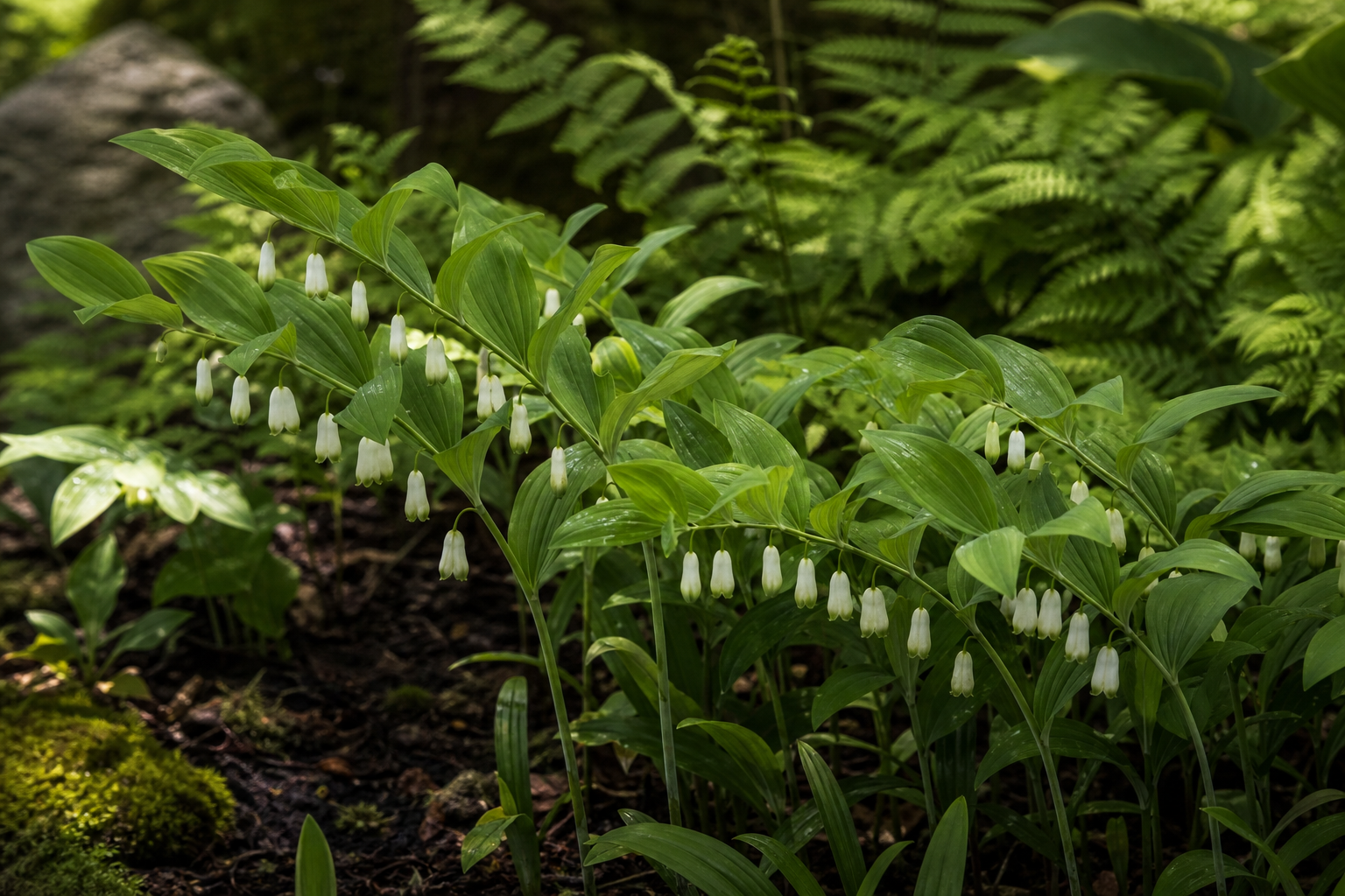La plante sceau de Salomon embellit les coins d’ombre