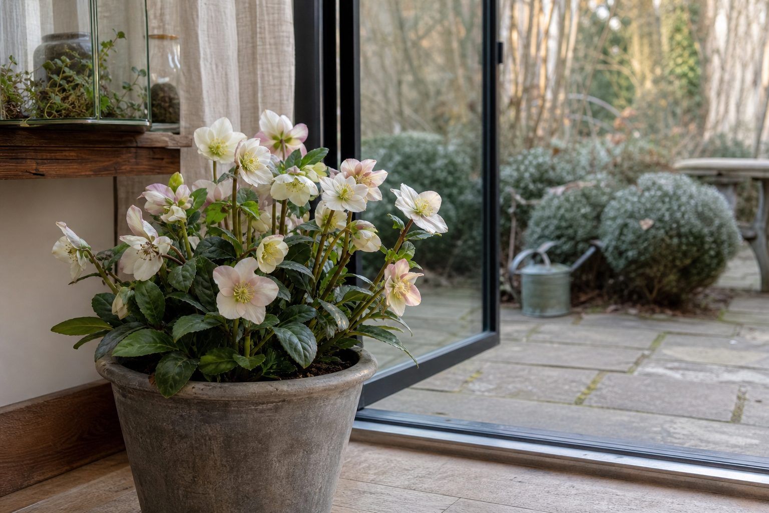 Rose de Noël en intérieur ou extérieur : où la placer ?