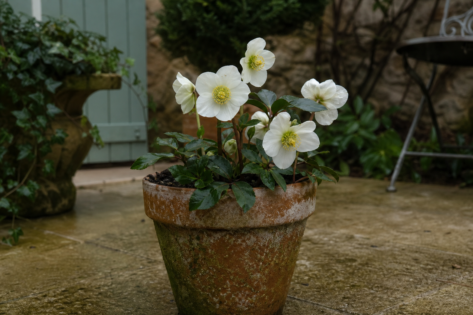 La rose de Noël demande un entretien frais, du salon au jardin